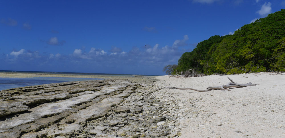 Coastal ecosystems